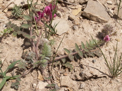 Oxytropis litwinowii