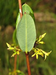 Cryptolepis