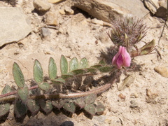 Oxytropis litwinowii