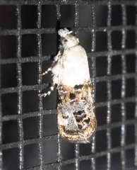 Neocaloreas leucobasis