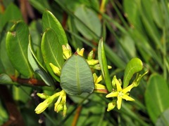 Cryptolepis