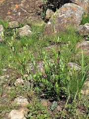 Cryptolepis