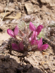 Oxytropis litwinowii