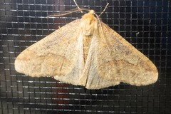 Erannis tiliaria