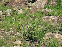 Cryptolepis