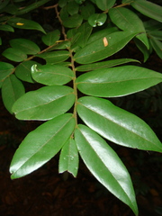Miliusa