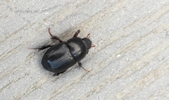 Pentodontini