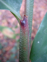 Amomum