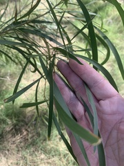 Acacia maidenii