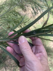 Acacia maidenii