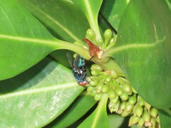 Chrysomya marginalis