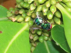 Chrysomya marginalis