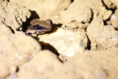 Sylvirana mortenseni