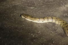 Cerberus schneiderii