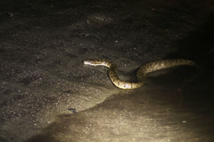 Cerberus schneiderii