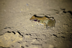 Sylvirana mortenseni