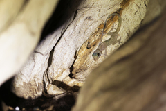 Cyrtodactylus sumonthai