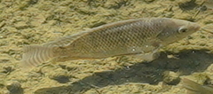 Oreochromis niloticus