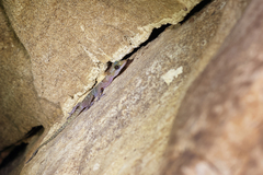 Cyrtodactylus sumonthai