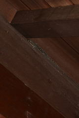 Gekko japonicus
