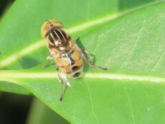 Eristalinus