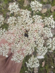 Daucus carota