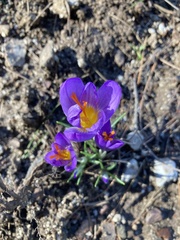 Crocus cancellatus