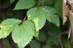 Acalitus ferrugineum