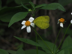 Eurema blanda arsakia