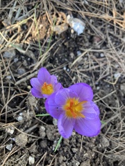 Crocus cancellatus