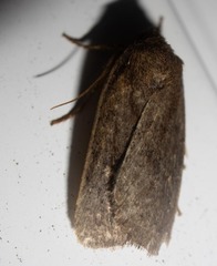 Pseudorthodes vecors