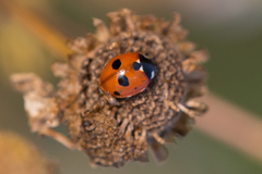 Coccinella magnifica