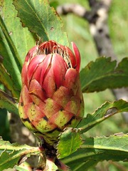 Protea caffra subsp. caffra image
