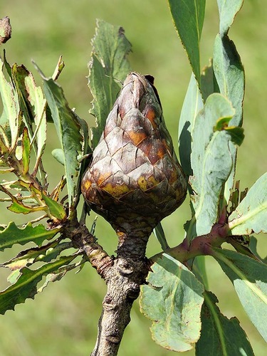 Protea caffra subsp. caffra image