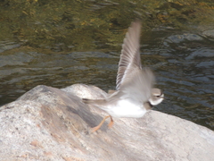 Charadrius placidus