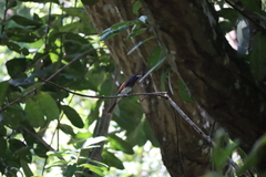 Terpsiphone atrocaudata