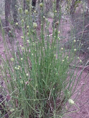 Selitrichodes utilis