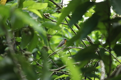 Ficedula mugimaki