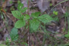 Rubus idaeus