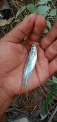 Rasbora