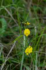 Argyrolobium harveyanum