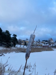 Typha latifolia