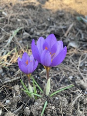 Crocus cancellatus