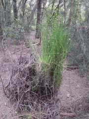 Selitrichodes utilis