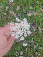 Daucus carota