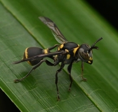 Ropalidia timida