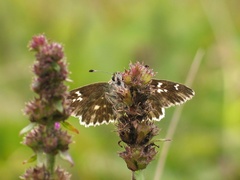 Muschampia floccifera