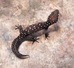 Cyrtodactylus triedrus