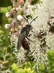 Parasphecodes
