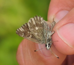 Muschampia floccifera